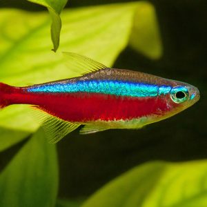 ماهی تترا کاردینالxl