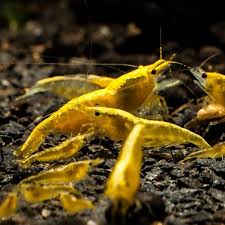 شریمپ یلو گلدن لاین