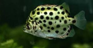 ماهی گرین اسکات