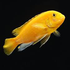 ماهی سیچیلاید زردالکتریکی