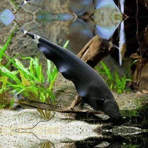 ماهی بلک گوست