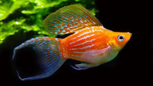 ماهی مولی گلدن مون تیل