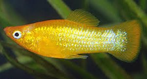 ماهی مولی معمولی