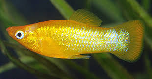 ماهی مولی معمولی