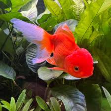 ماهی گلدفیش اوراندا کله شیری