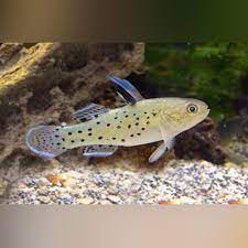 ماهی گابی شوالیه