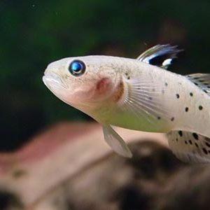 ماهی گابی شوالیه