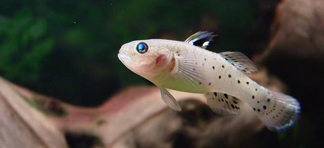 ماهی گابی شوالیه