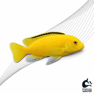 ماهی سیچیلاید زردالکتریکی