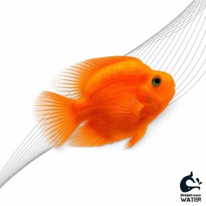 ماهی پرت فیش