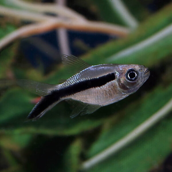 ماهی تترا پنگوئن بالن