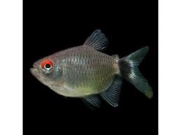 ماهی تترا چشم چراغی بالن