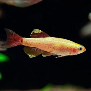 ماهی تترا کلود مانتین آلبینو