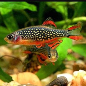 ماهی رازبورا گلکسی