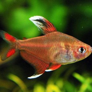ماهی رزی تترا