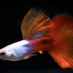 گوپی رد لانگ تیل