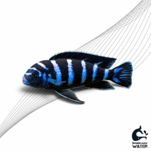 سیچیلاید دماسونی