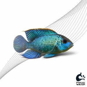ماهی آکارا بلو الکتریک
