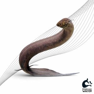 ماهی لانگ فیش
