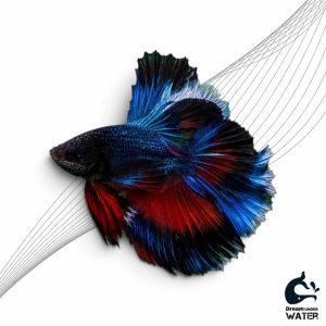 ماهی فایتر آبی و قرمز