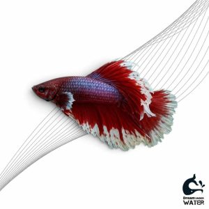 ماهی فایتر باله قرمز و سفید