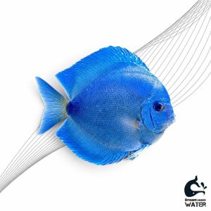 ماهی دیسکس بلو دایموند